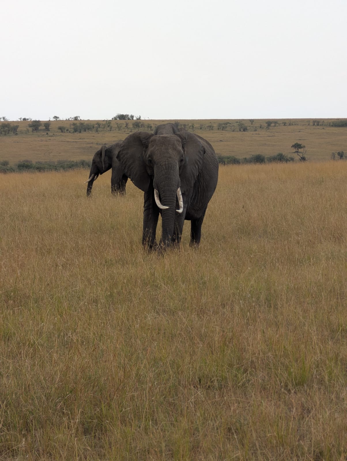 Tsavo East & Taita Hills Quick Escape