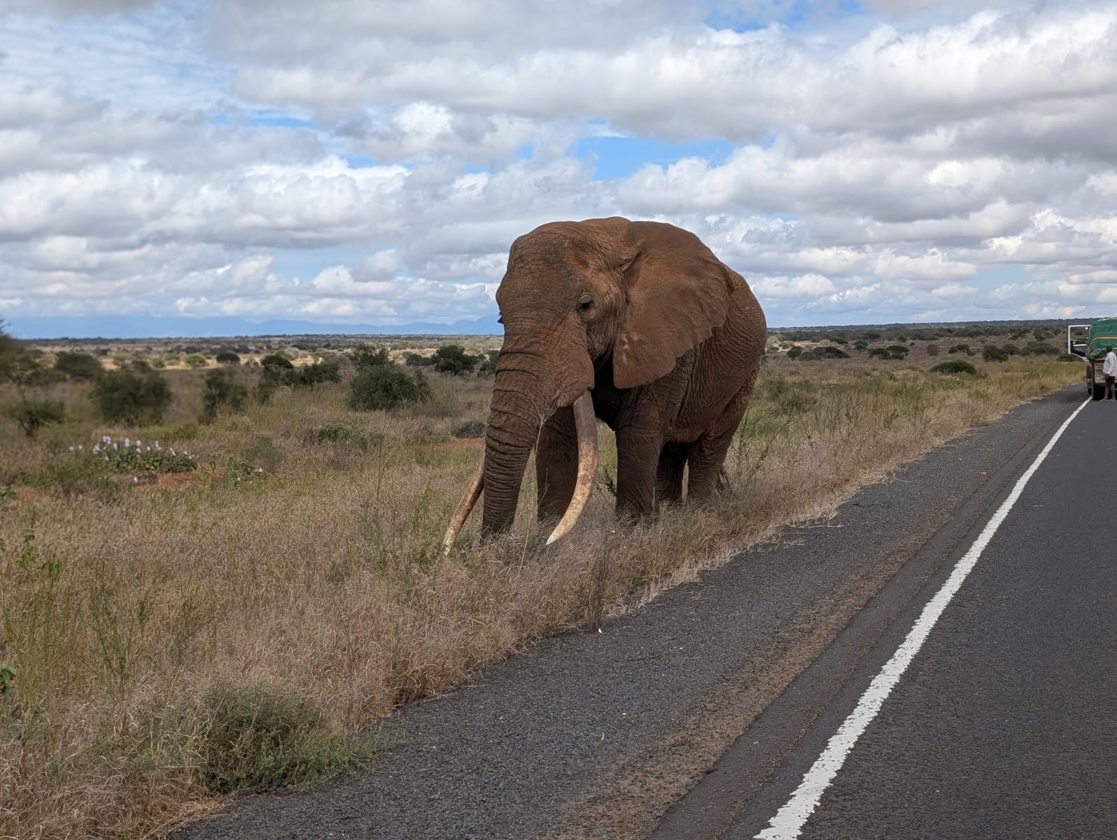Tsavo East & Tsavo West Combined
