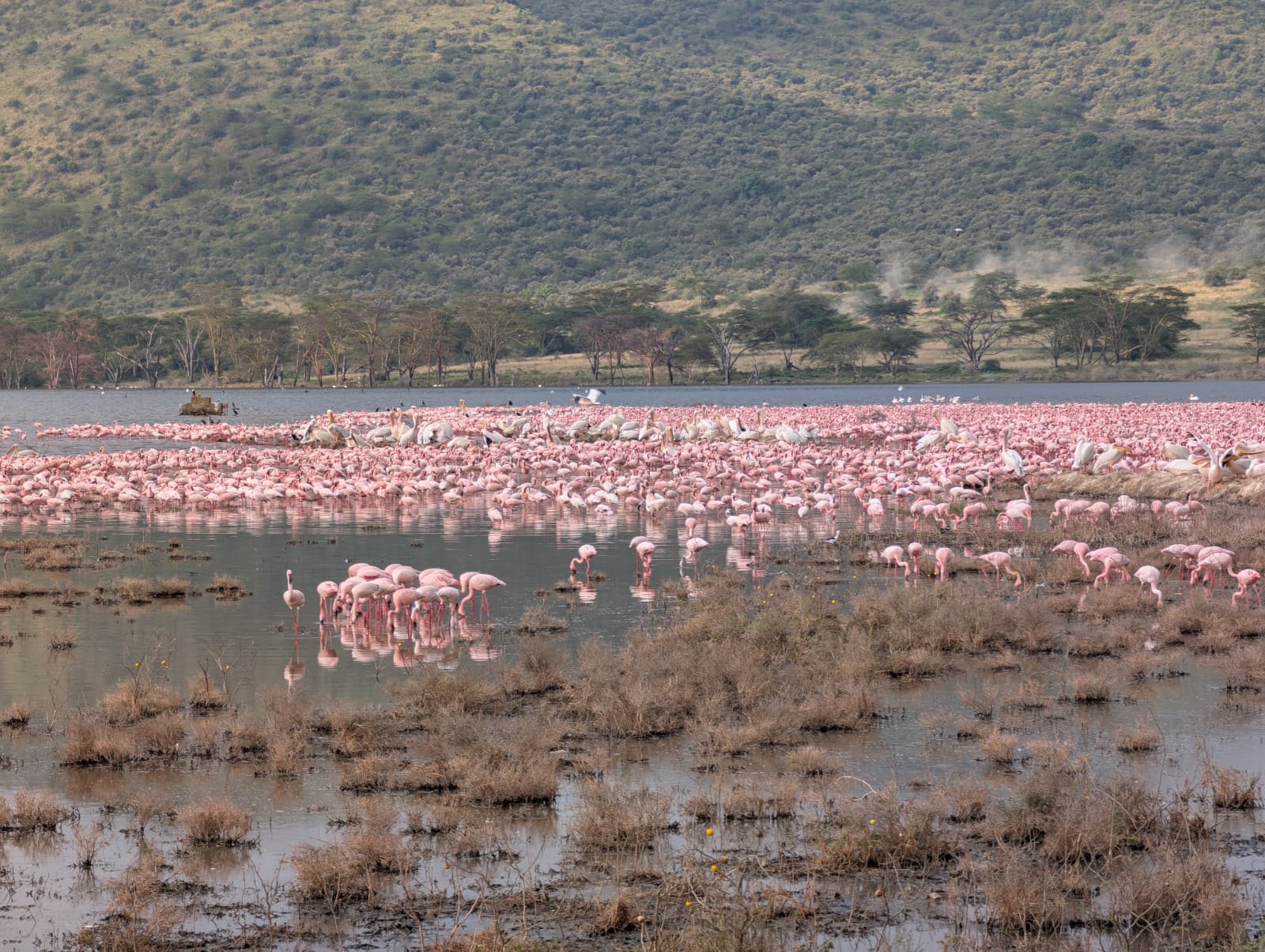 Tsavo East, Tsavo West & Amboseli Fast-Track