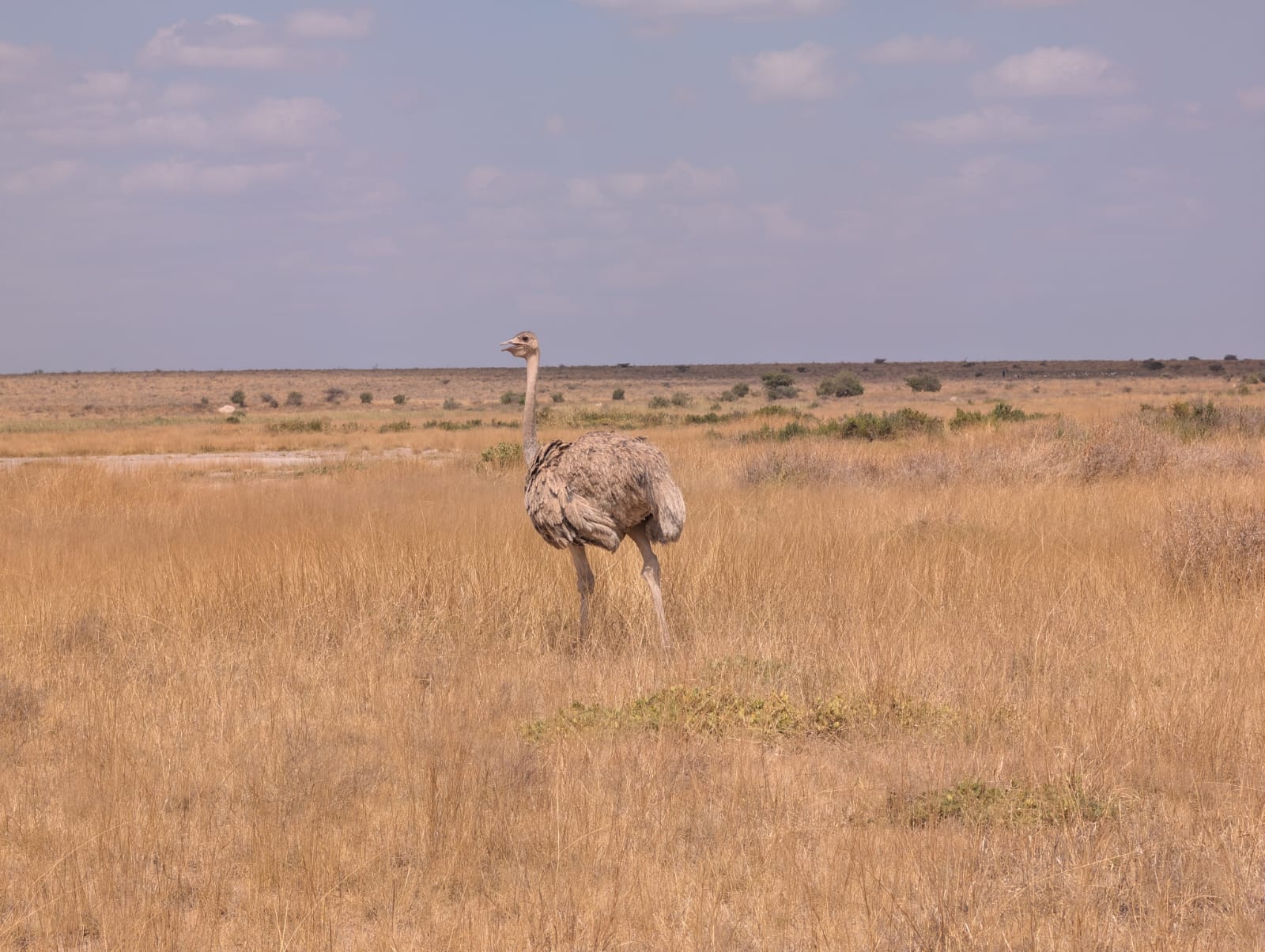 Masai Mara, Lake Nakuru & Amboseli Grand Tour