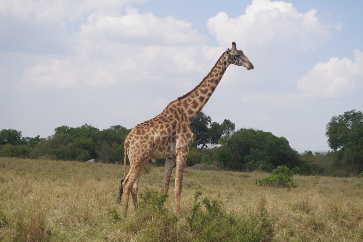 Tsavo East, Masai Mara & Lake Nakuru Classic