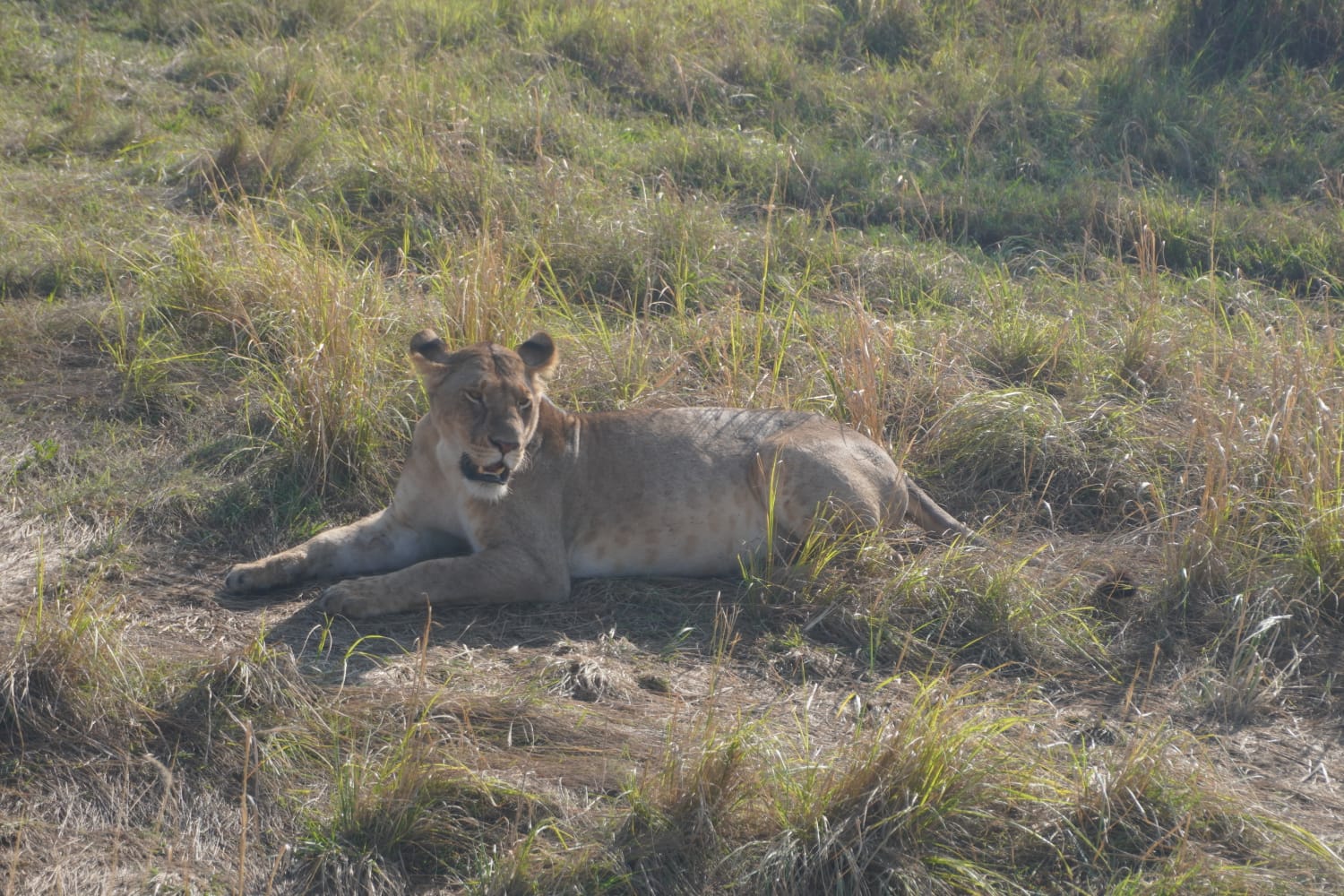 Masai Mara, Lake Nakuru, Amboseli & Tsavo East